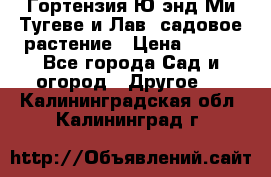 Гортензия Ю энд Ми Тугеве и Лав, садовое растение › Цена ­ 550 - Все города Сад и огород » Другое   . Калининградская обл.,Калининград г.